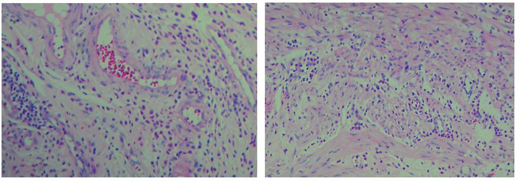 H-E圖片整合.jpg H-E圖片整合.jpg